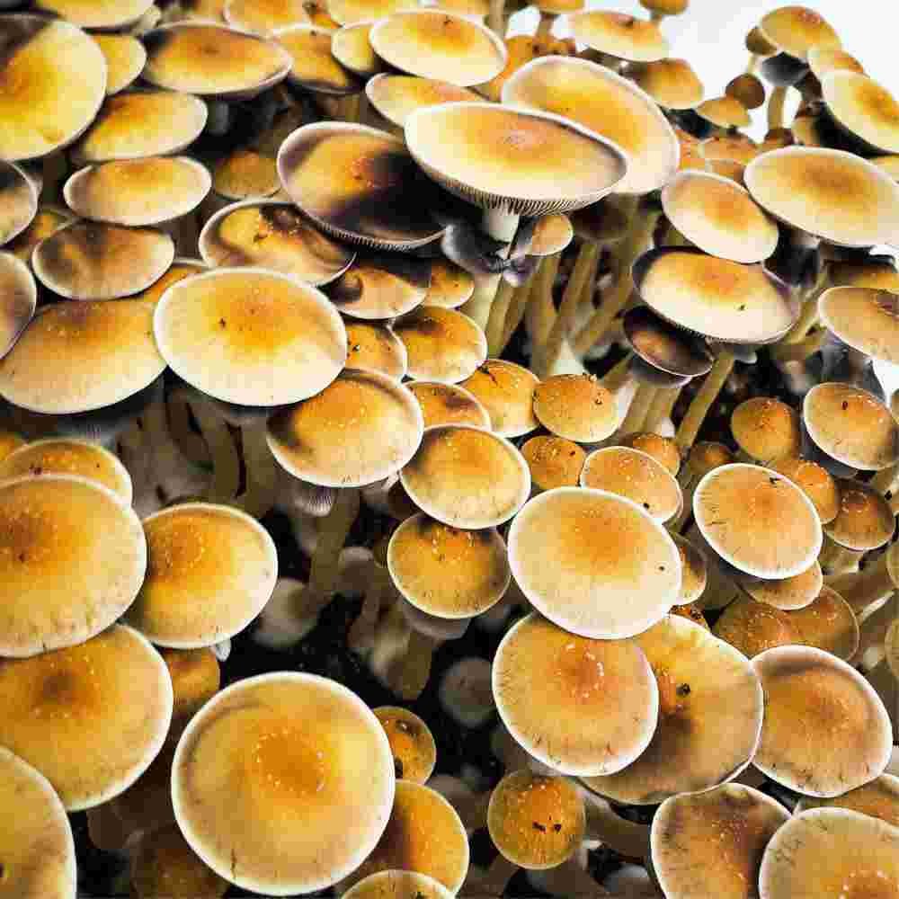 Cambodian – FUNGILOMBIA PSILOCYBE Cultivo y comercialización de hongos ...